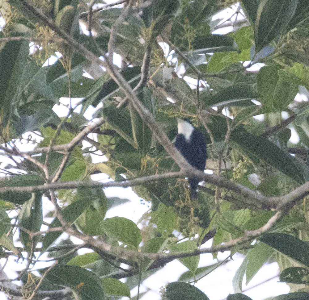 白喉娇鹟(Corapipo gutturalis)