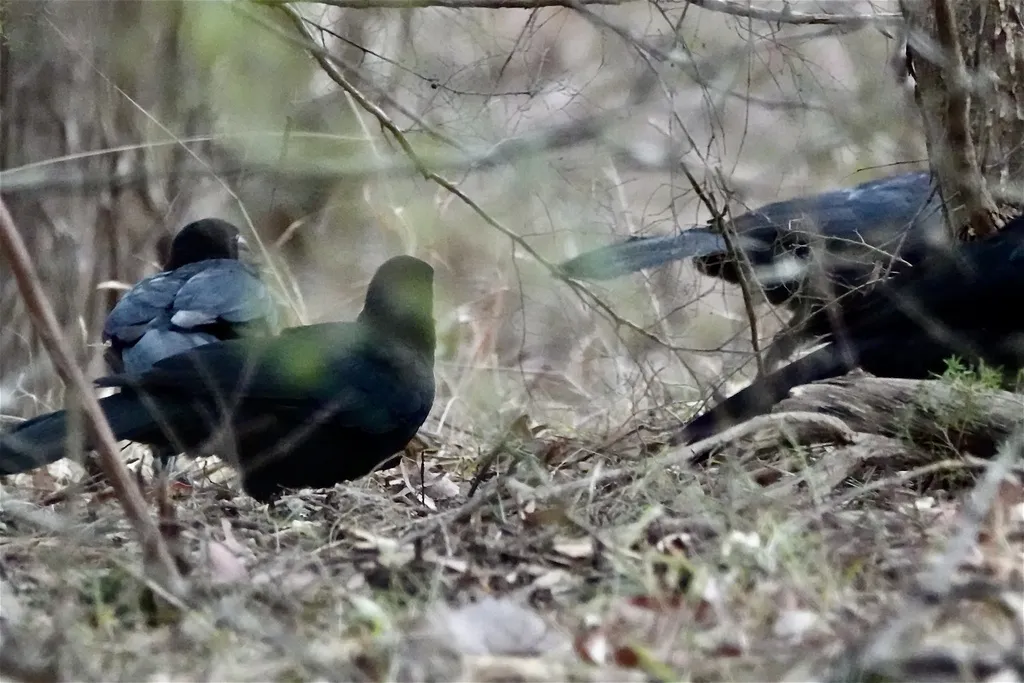 白翅澳鸦(Corcorax melanorhamphos)