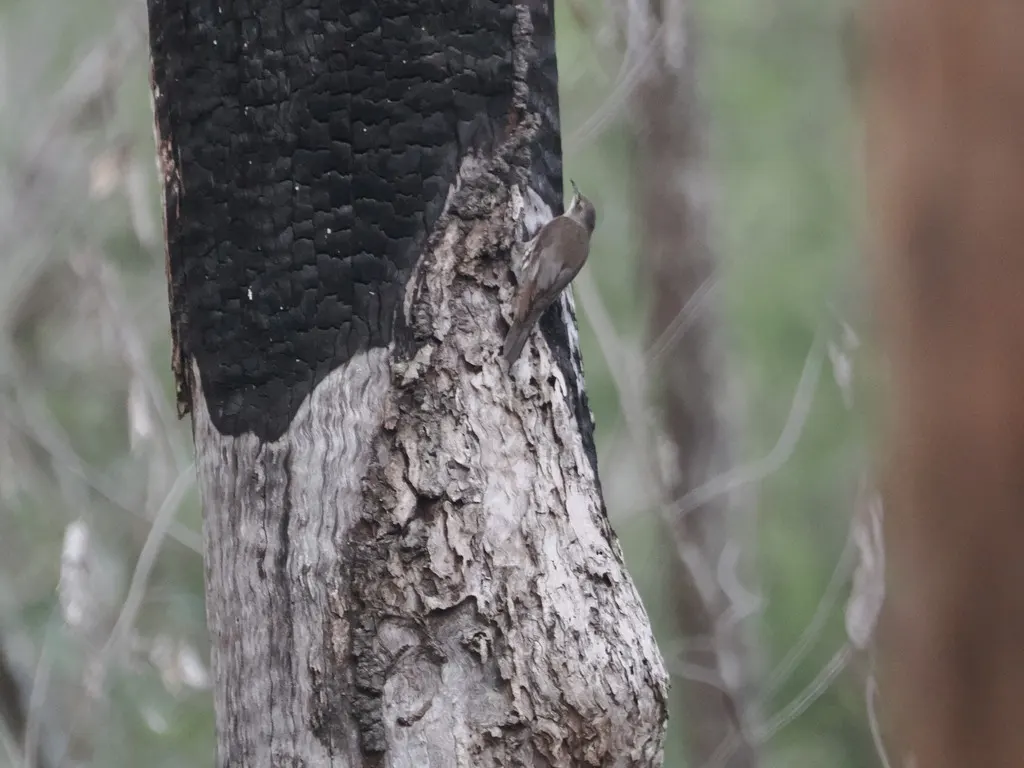白喉短嘴旋木雀(Cormobates leucophaea)