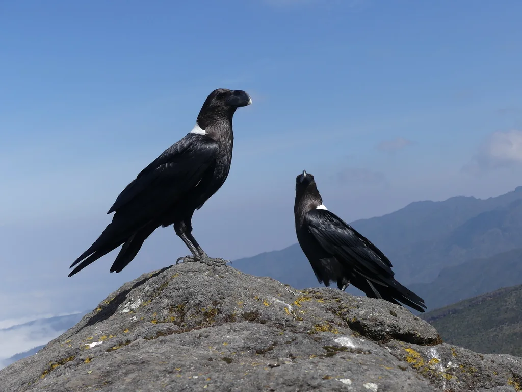 非洲渡鸦(Corvus albicollis)
