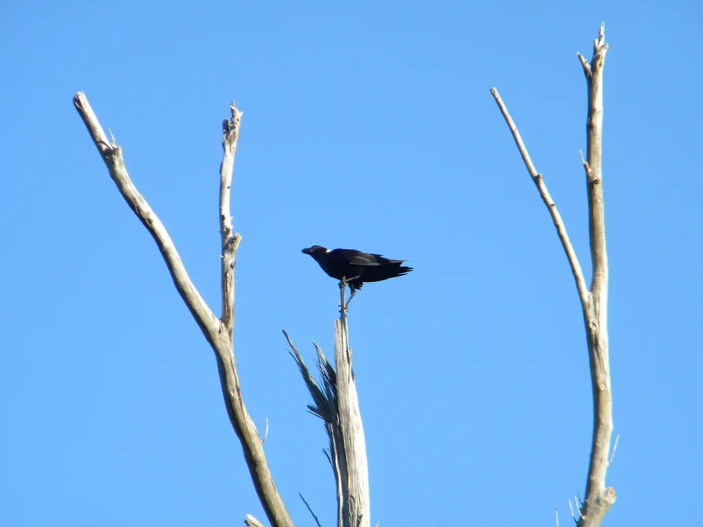非洲渡鸦(Corvus albicollis)