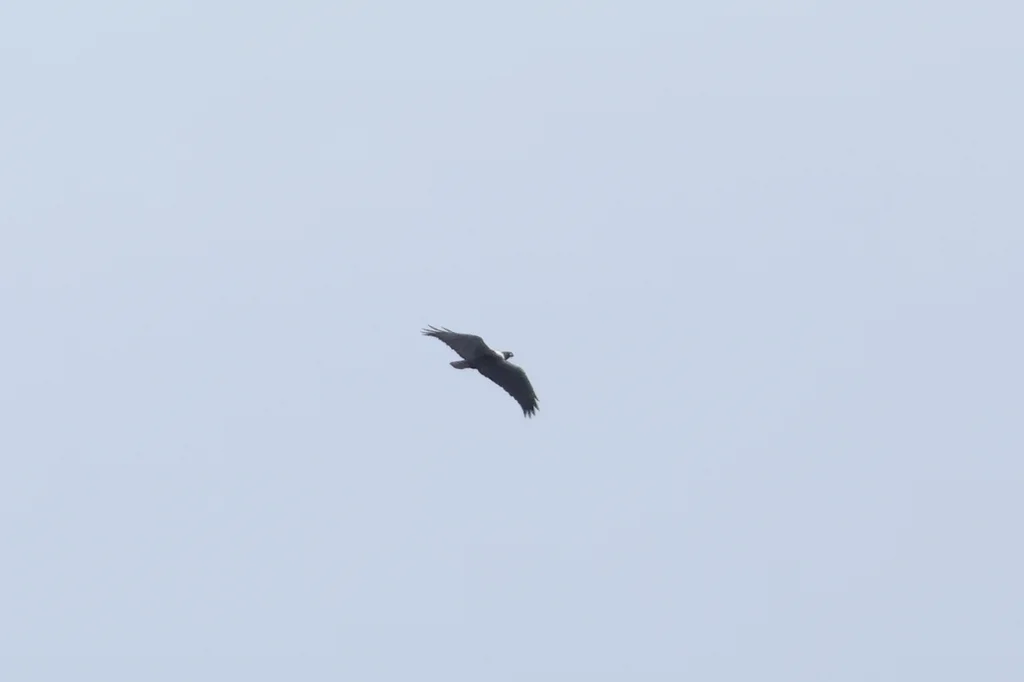 非洲渡鸦(Corvus albicollis)