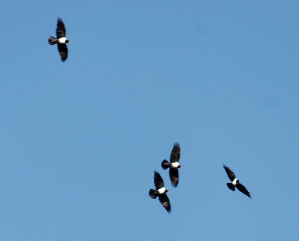 非洲白颈鸦(Corvus albus)