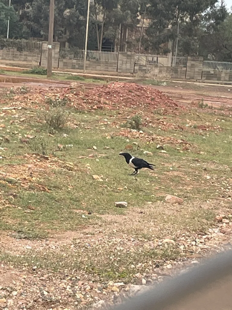 非洲白颈鸦(Corvus albus)