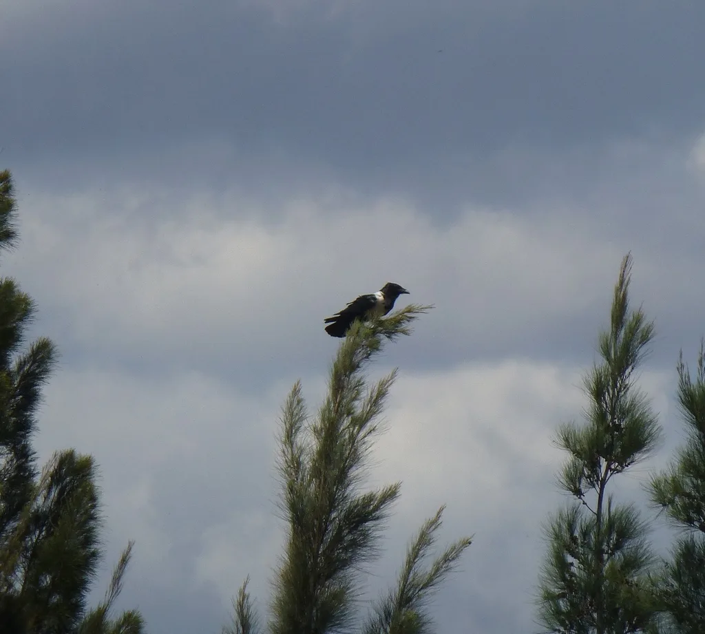 非洲白颈鸦(Corvus albus)