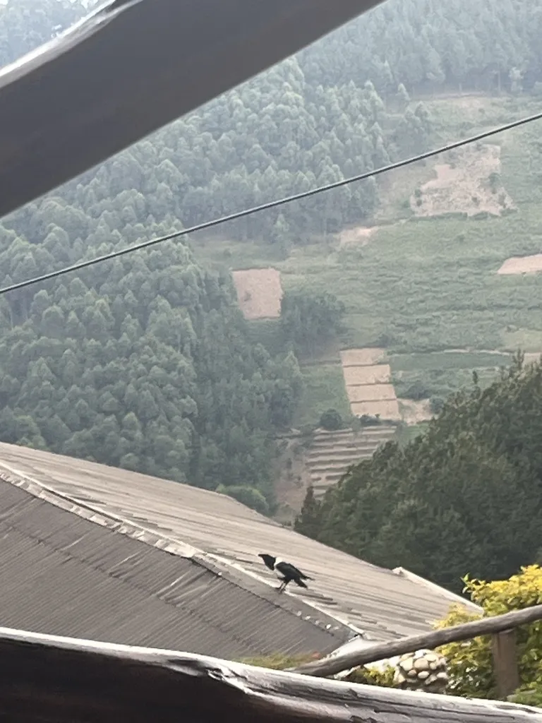 非洲白颈鸦(Corvus albus)