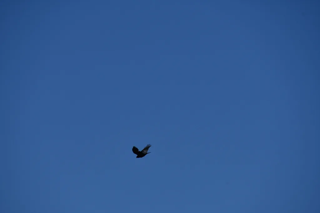 小嘴鸦(Corvus bennetti)