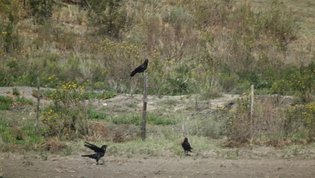 海角鸦(Corvus capensis)