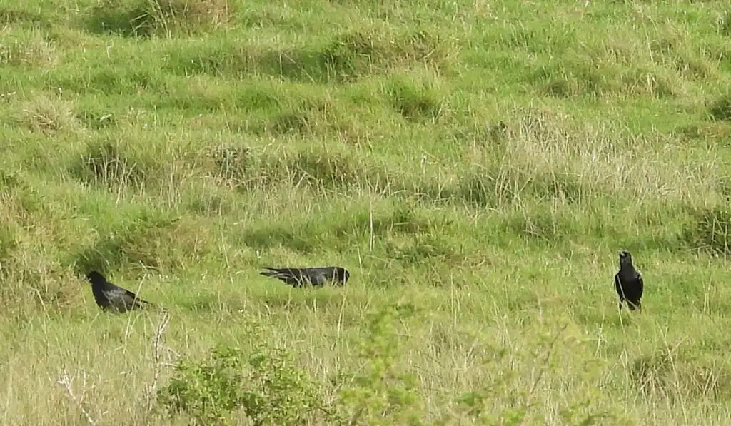 海角鸦(Corvus capensis)
