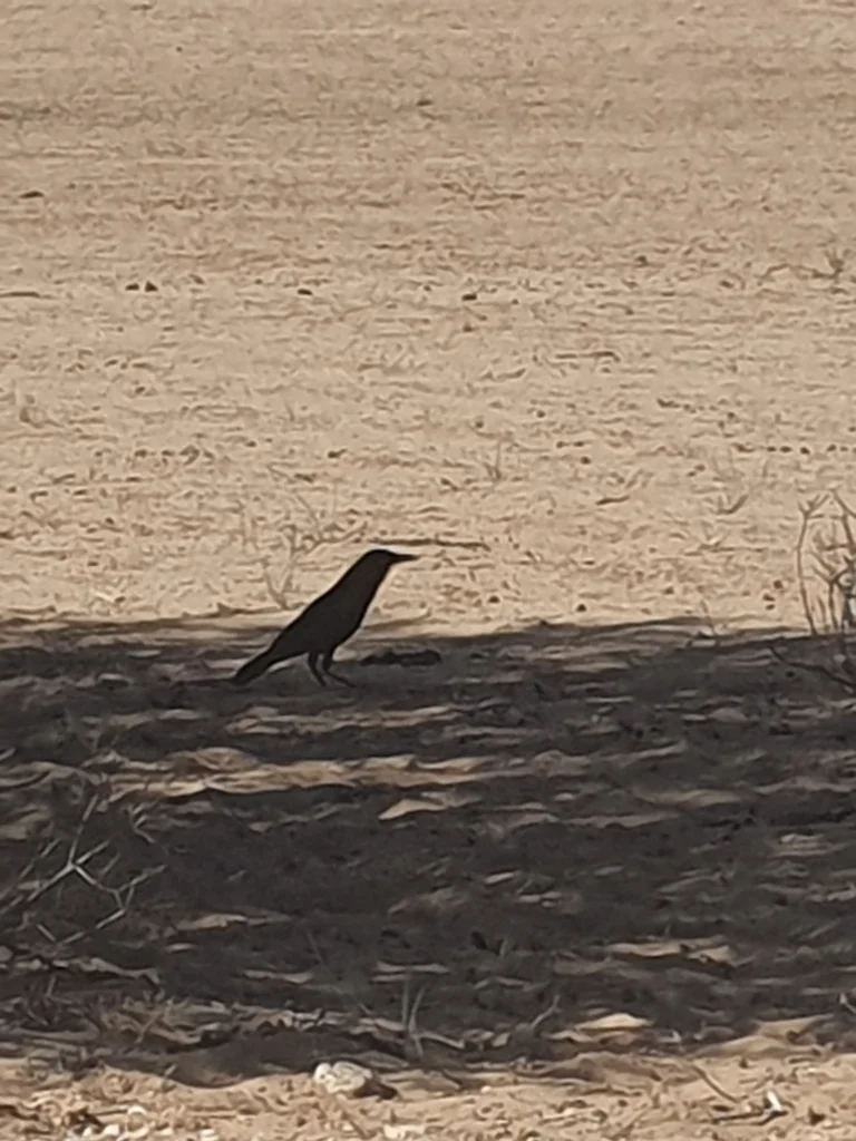 海角鸦(Corvus capensis)