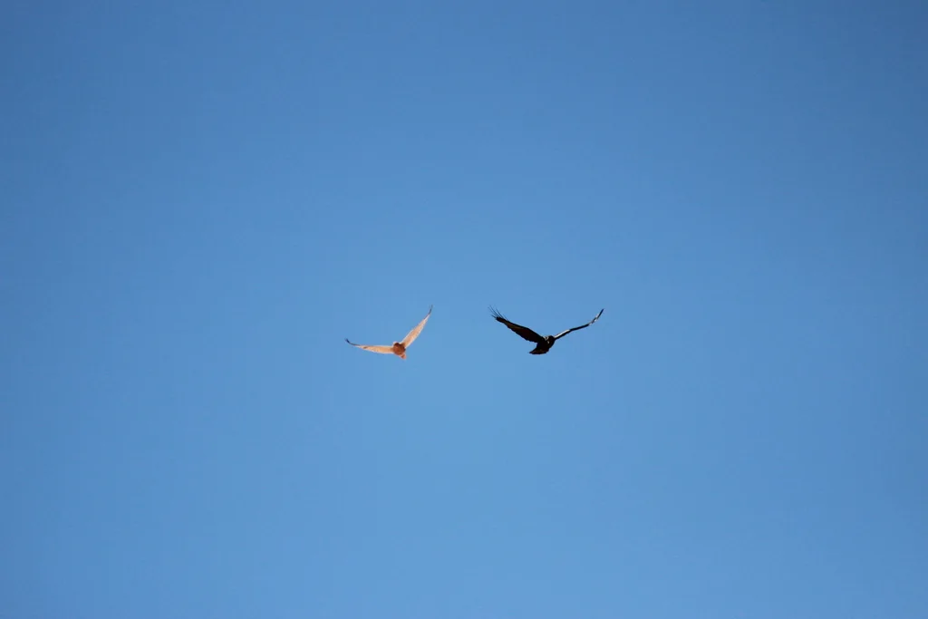 海角鸦(Corvus capensis)