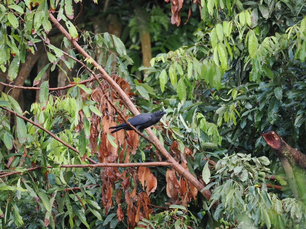 苏拉威西乌鸦(Corvus celebensis)