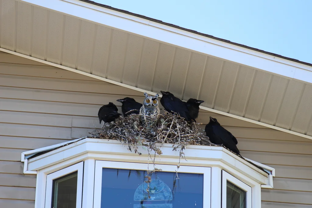 渡鸦(Corvus corax)