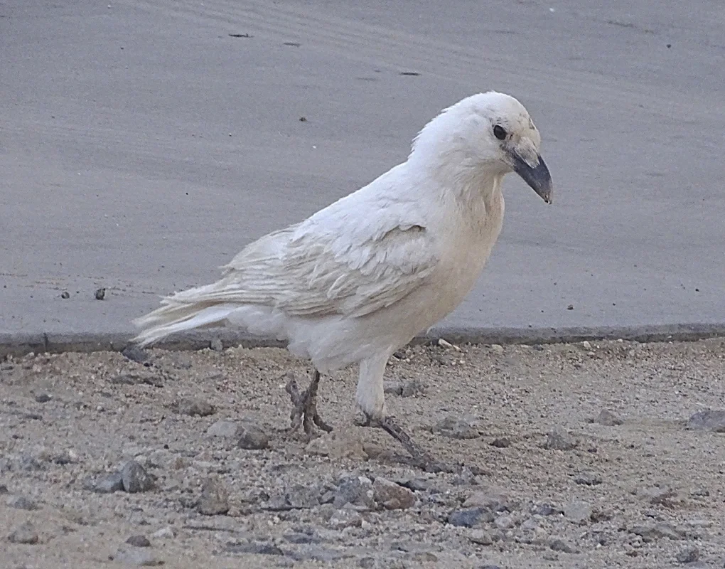 渡鸦(Corvus corax)