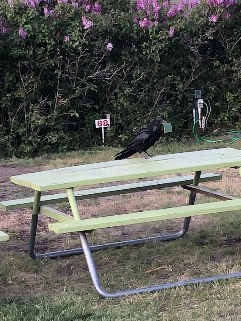 渡鸦(Corvus corax)