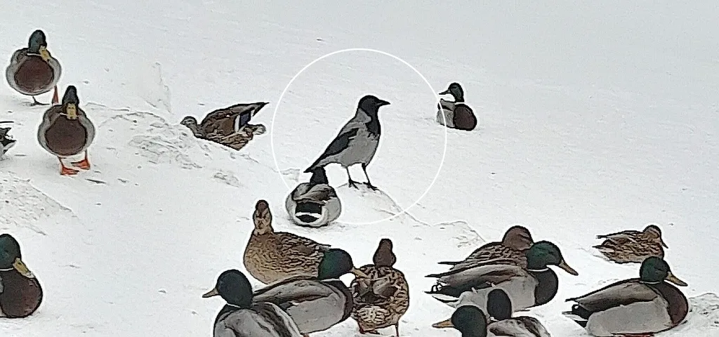 冠小嘴乌鸦(Corvus cornix)