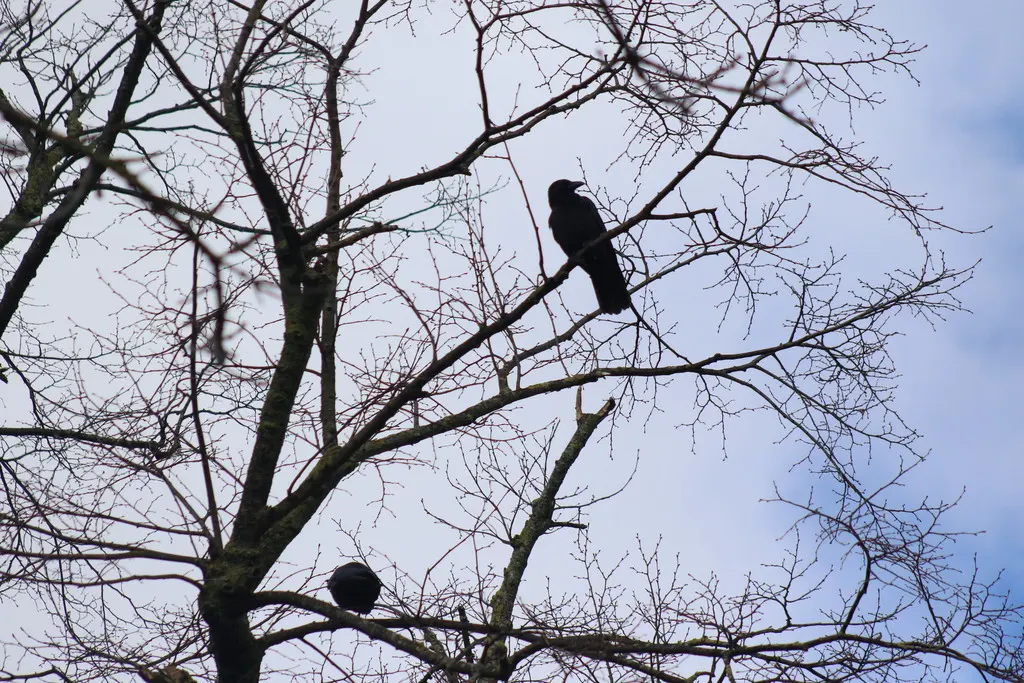 小嘴乌鸦（Corvus corone）