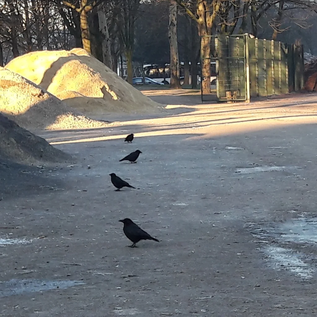 小嘴乌鸦（Corvus corone）