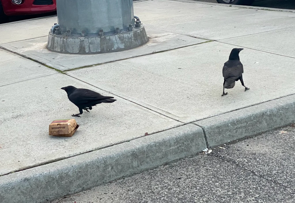 澳洲渡鸦(Corvus coronoides)