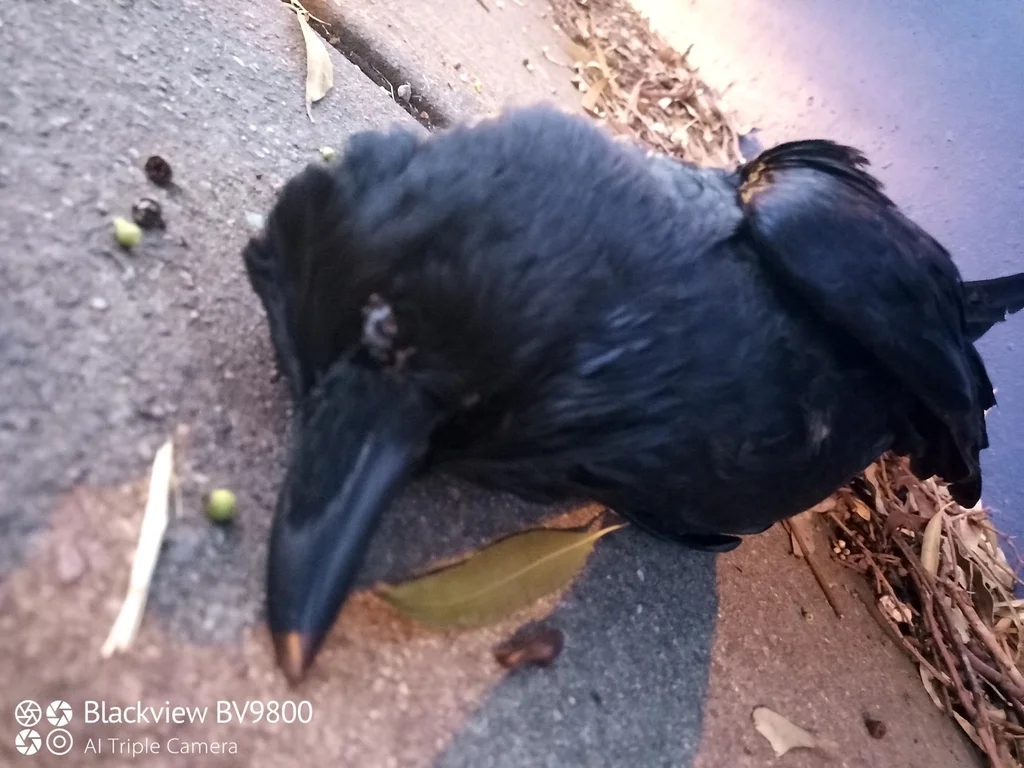 澳洲渡鸦(Corvus coronoides)