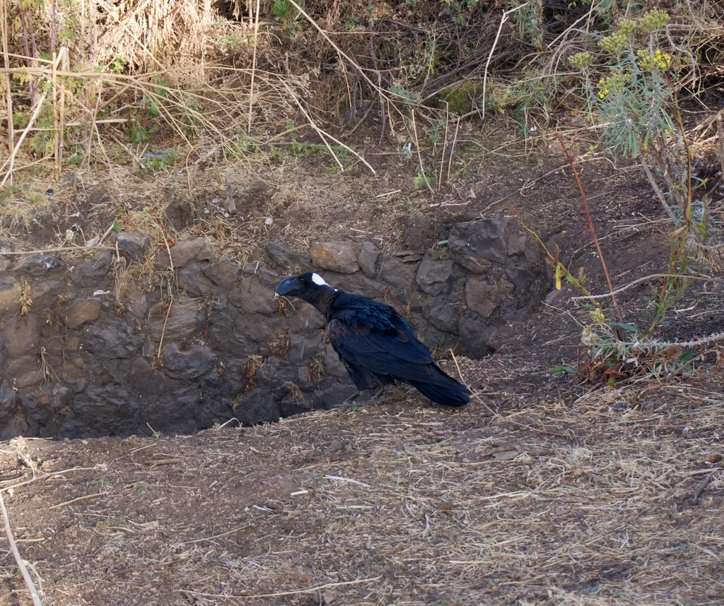 厚嘴渡鸦(Corvus crassirostris)