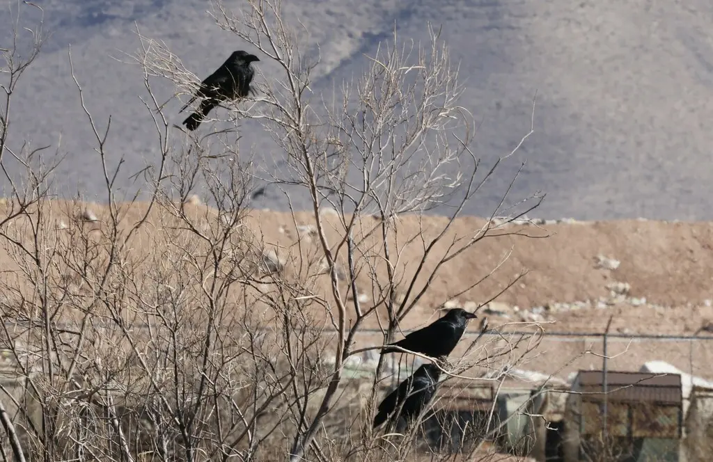 白颈渡鸦(Corvus cryptoleucus)