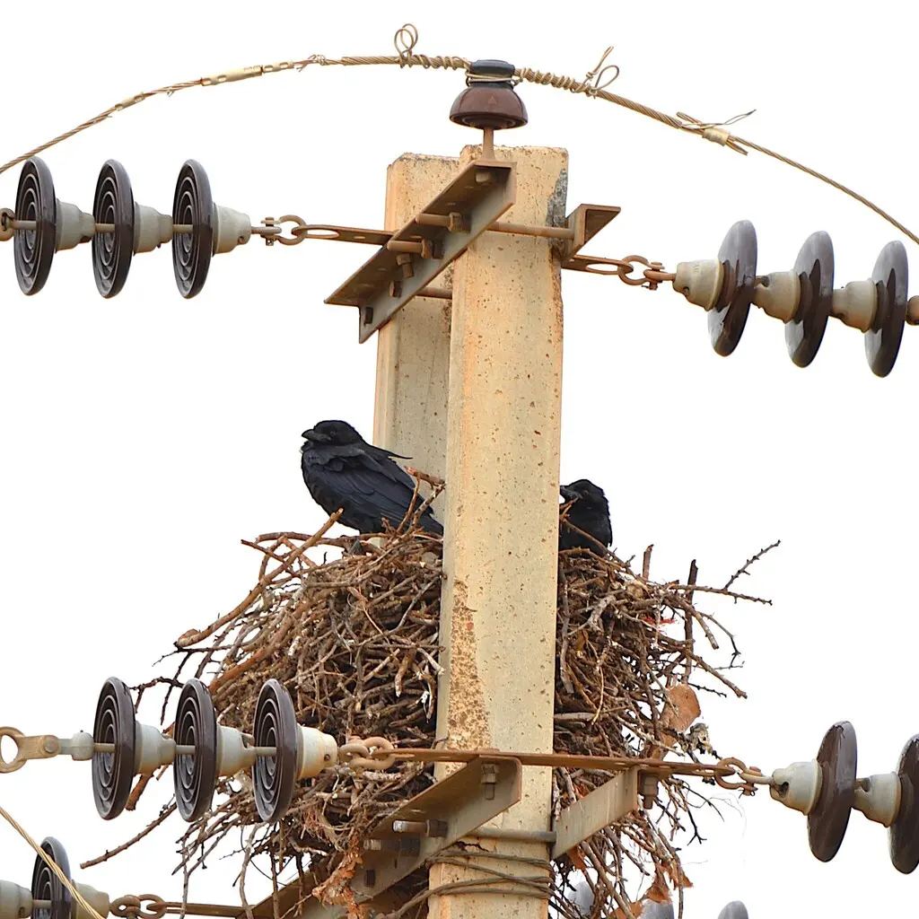 白颈渡鸦(Corvus cryptoleucus)