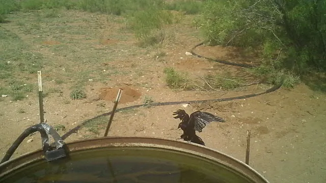 白颈渡鸦(Corvus cryptoleucus)
