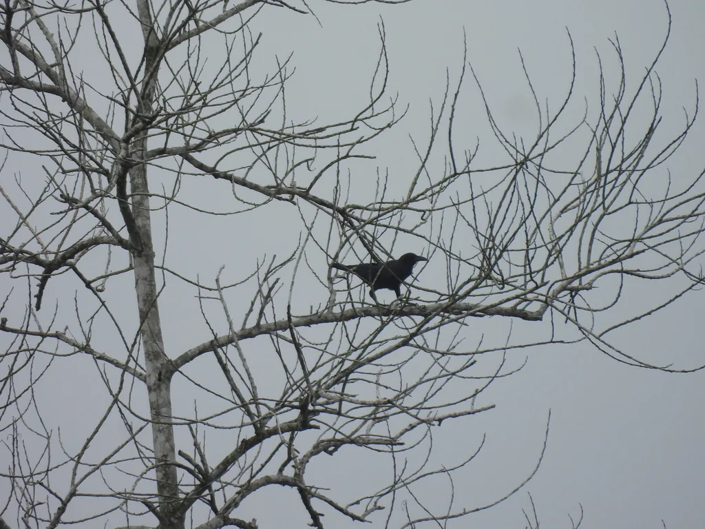 细嘴乌鸦(Corvus enca)