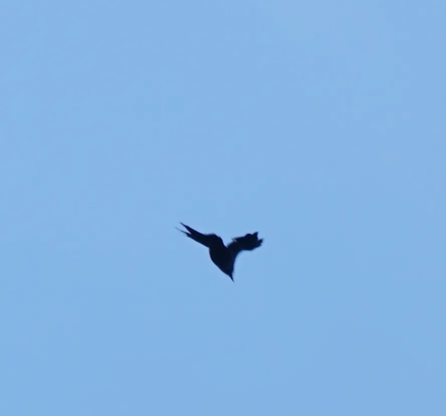 细嘴乌鸦(Corvus enca)