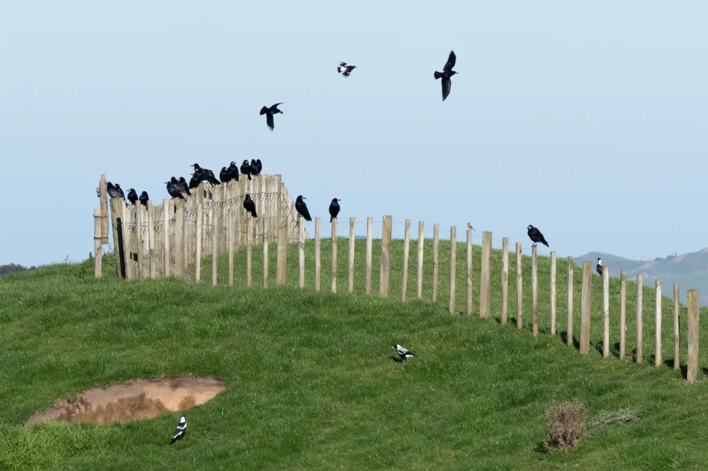 秃鼻乌鸦(Corvus frugilegus)
