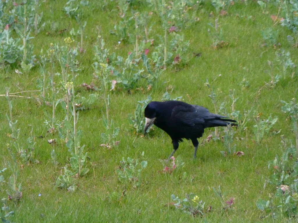 秃鼻乌鸦(Corvus frugilegus)