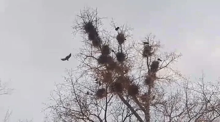 秃鼻乌鸦(Corvus frugilegus)