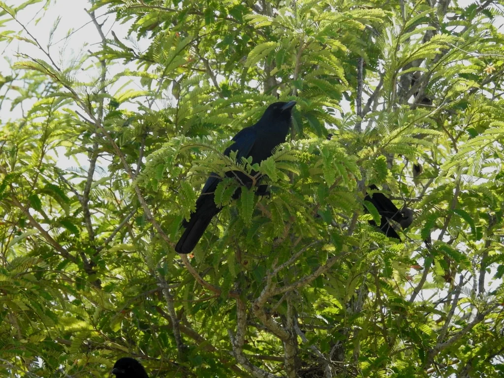 墨西哥乌鸦(Corvus imparatus)