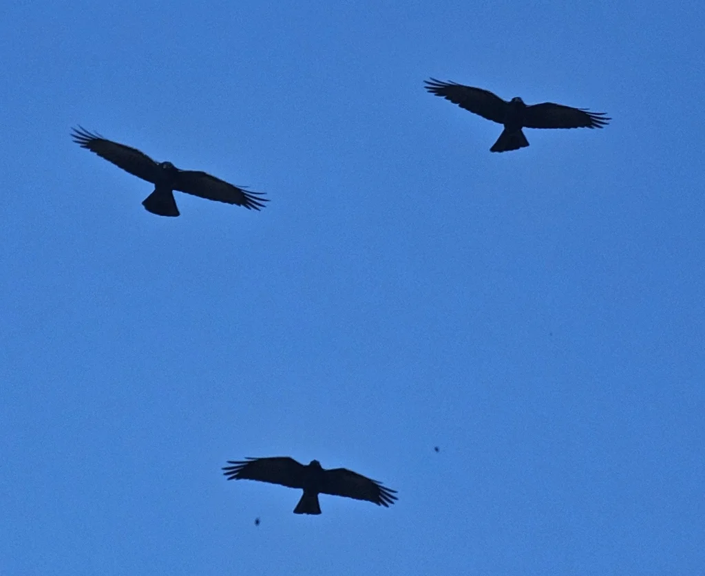 墨西哥乌鸦(Corvus imparatus)