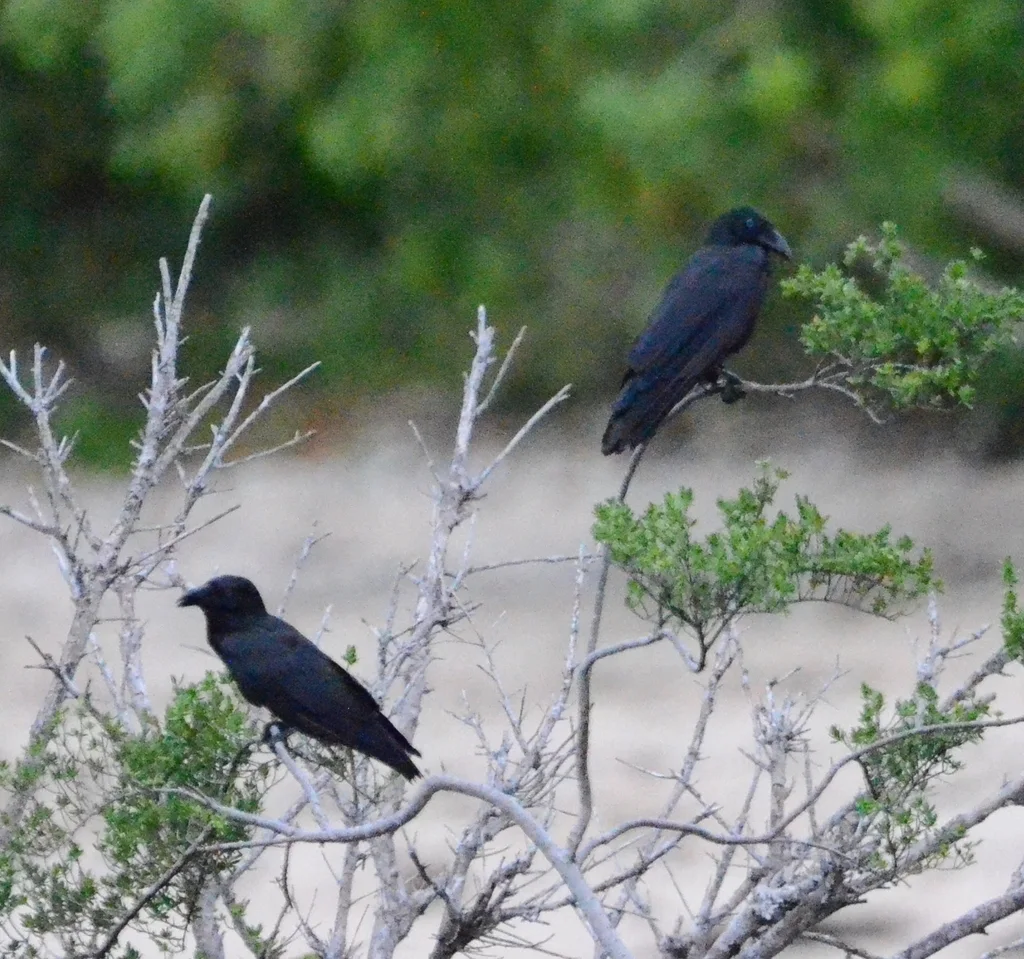 俾岛鸦(Corvus insularis)