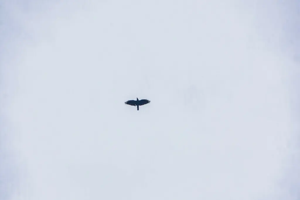 俾岛鸦(Corvus insularis)