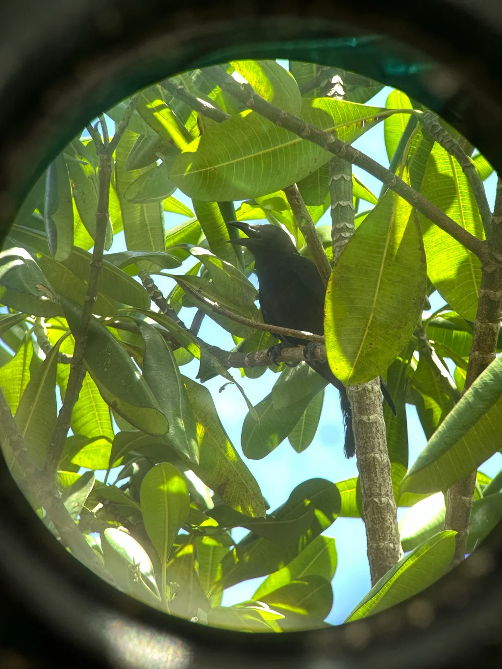关岛乌鸦(Corvus kubaryi)