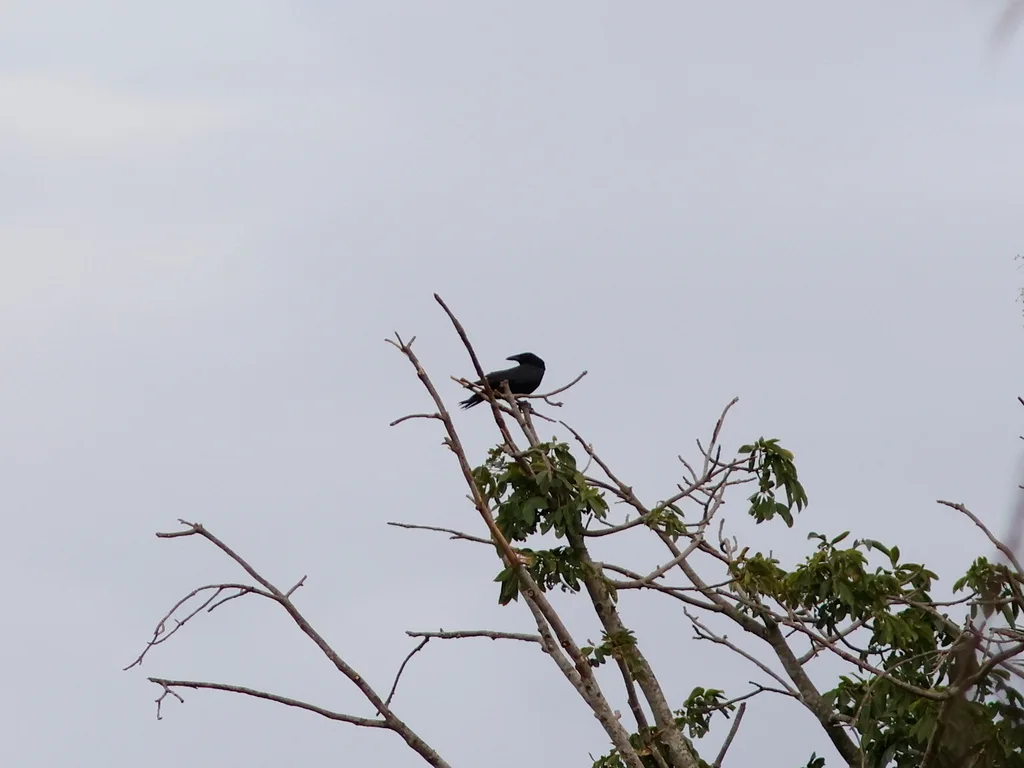 美洲白颈鸦(Corvus leucognaphalus)