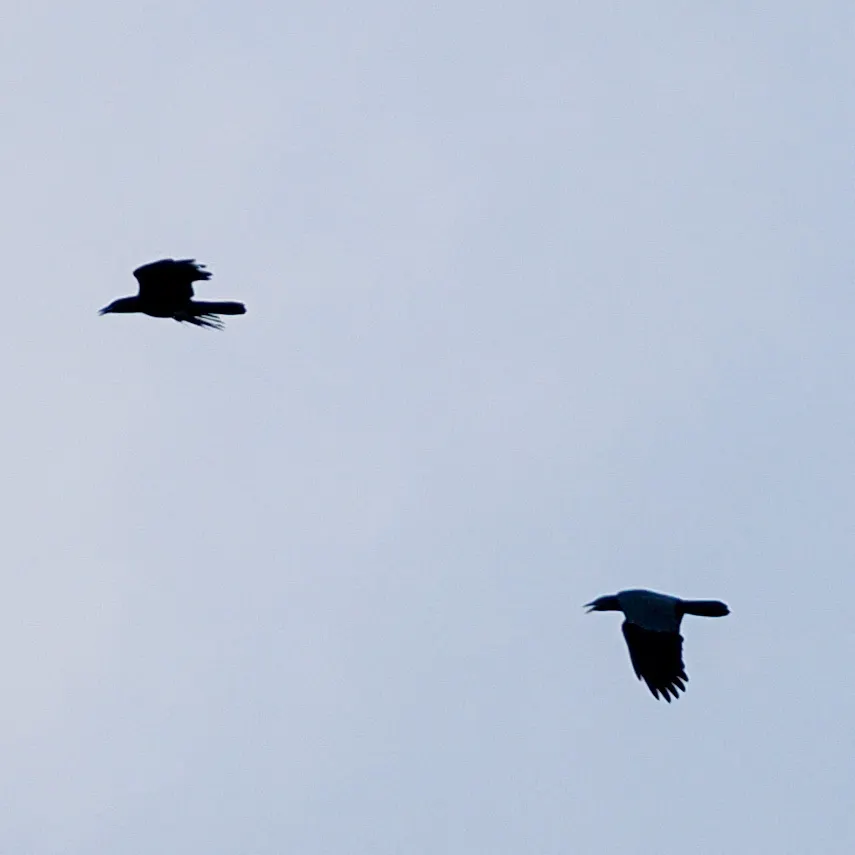美洲白颈鸦(Corvus leucognaphalus)