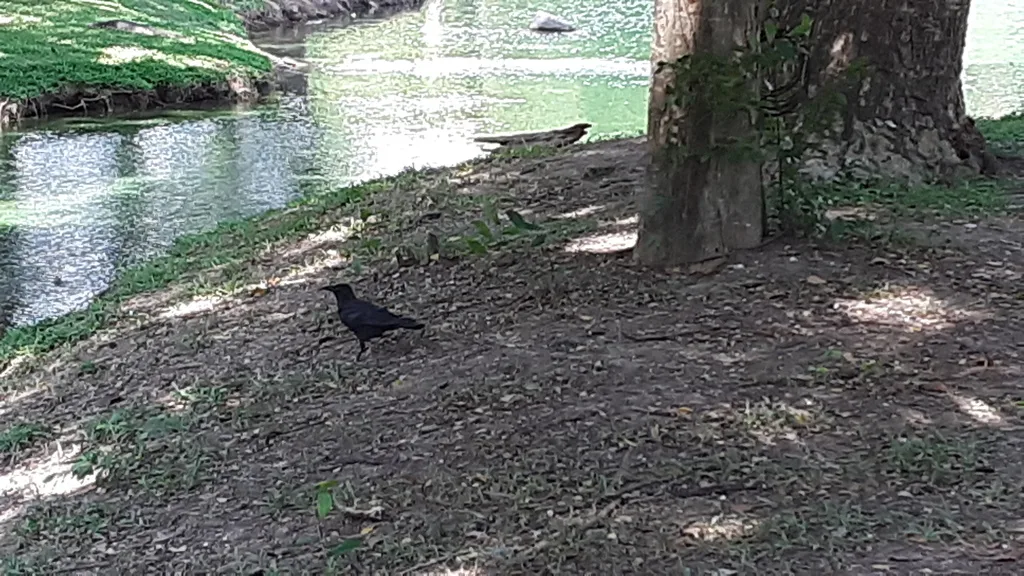 丛林鸦(Corvus levaillantii)