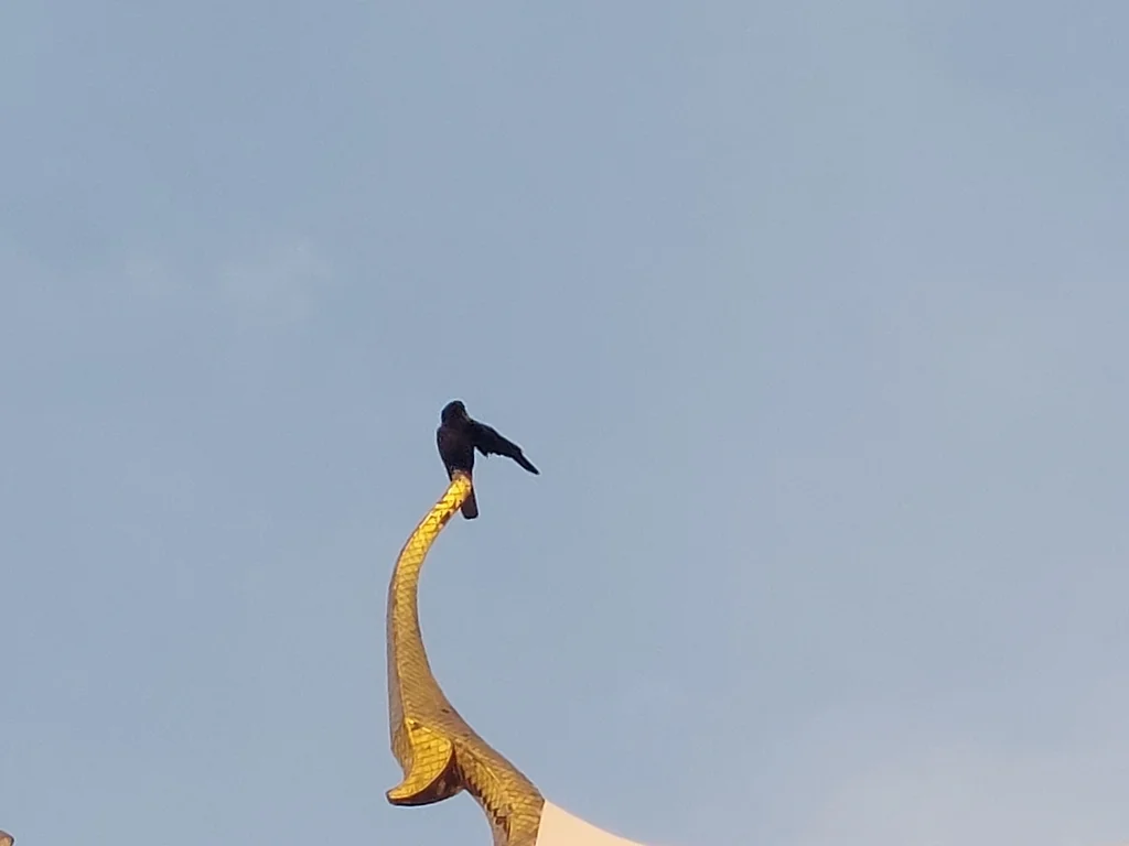 丛林鸦(Corvus levaillantii)
