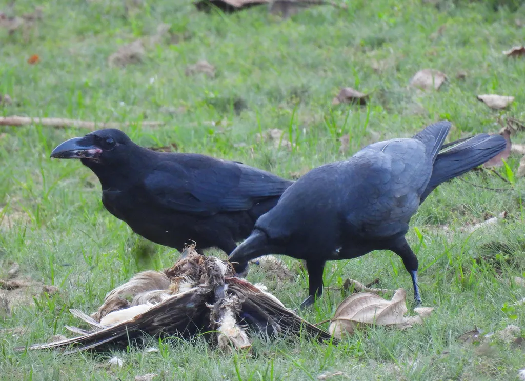 大嘴乌鸦(Corvus macrorhynchos)
