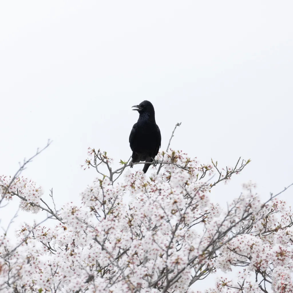 大嘴乌鸦(Corvus macrorhynchos)