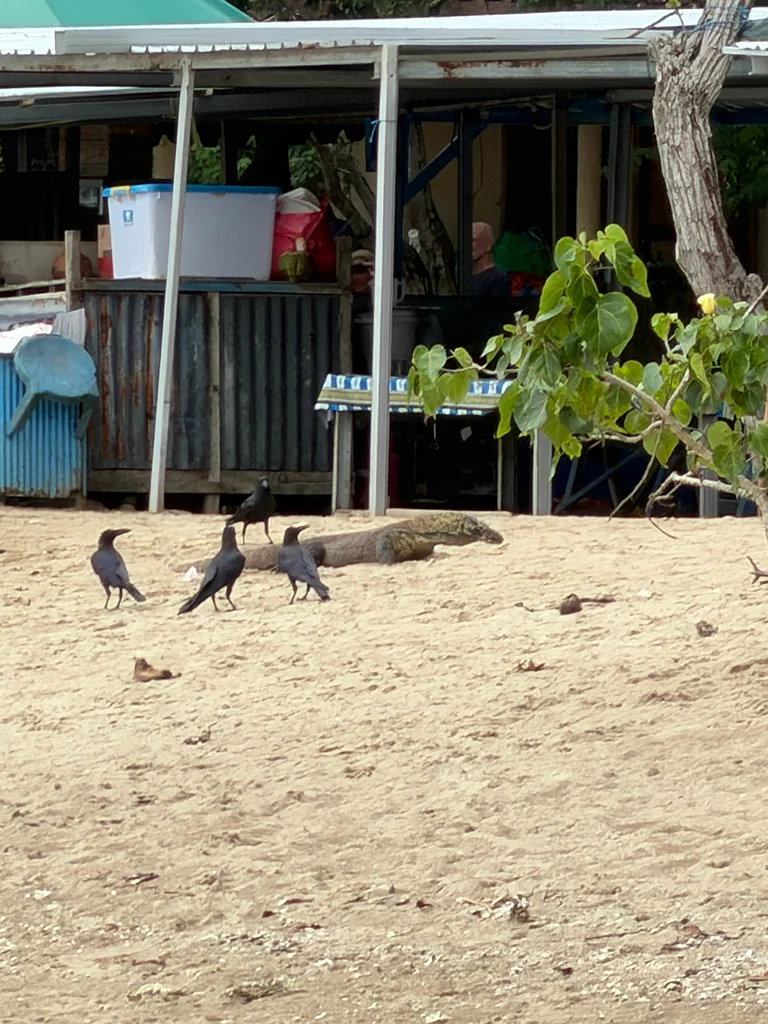 大嘴乌鸦(Corvus macrorhynchos)