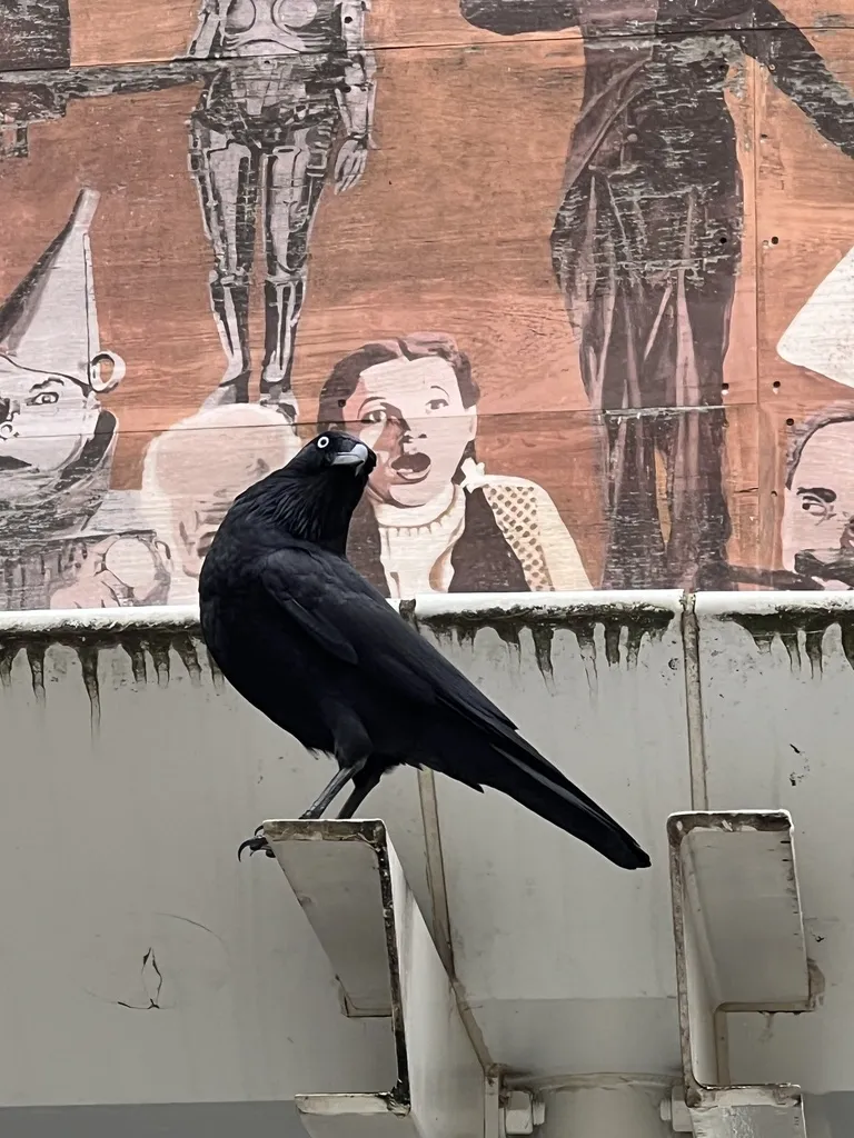 小渡鸦(Corvus mellori)