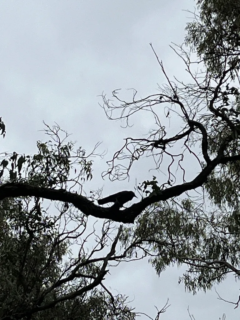 小渡鸦(Corvus mellori)