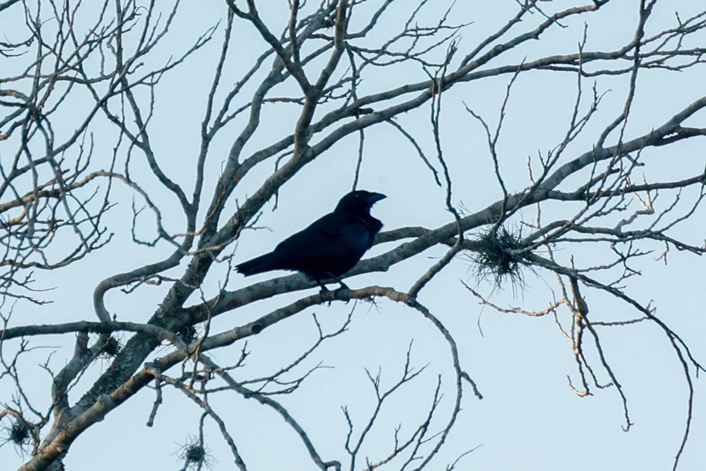 古巴棕榈鸦(Corvus minutus)
