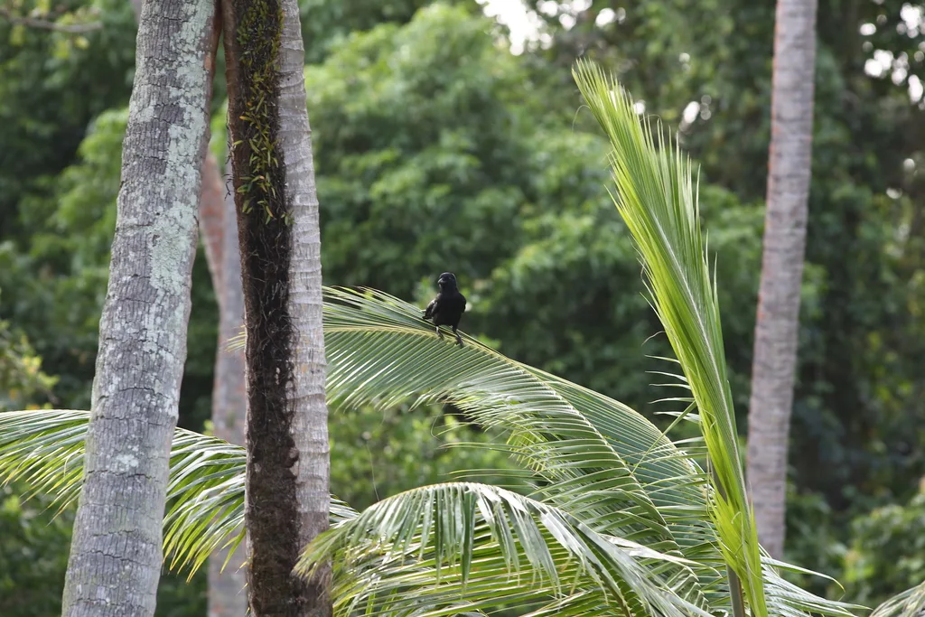 新喀鸦(Corvus moneduloides)