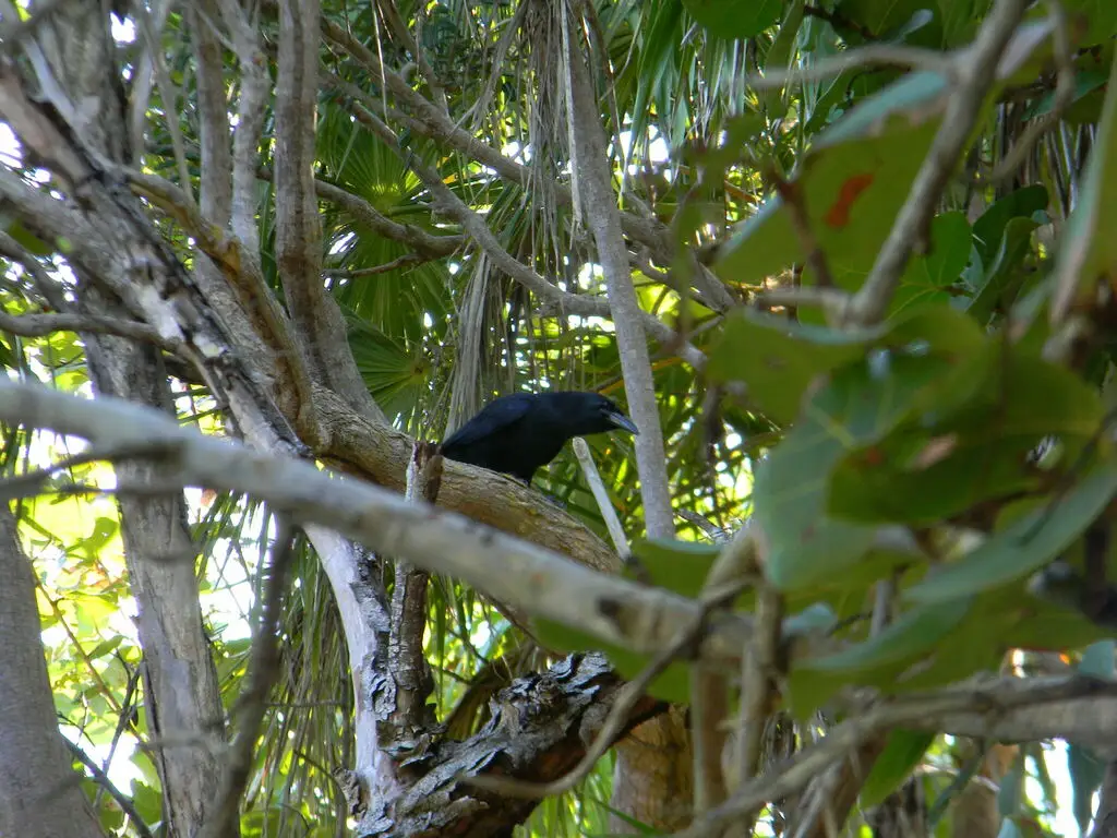 古巴鸦(Corvus nasicus)
